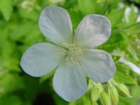 GERANIUM SYLVATICUM 'ALBUM'