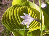 HOSTA 'SUN AND SUBSTANCE' (164)