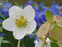 HELLEBORUS NIGER 'PRAECOX'