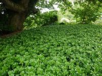 PACHYSANDRA TERMINALIS 'GREEN CARPET'