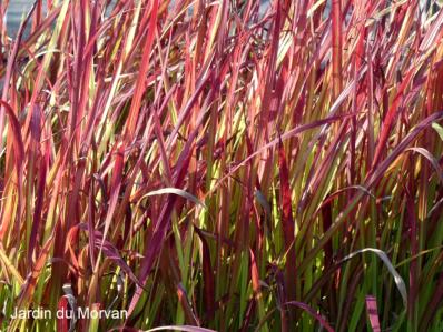 IMPERATA CYLINDRICA ‘RED BARON’