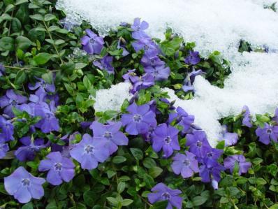 VINCA MINOR 'MARIE'