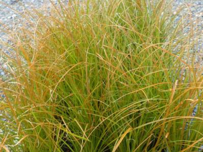 CAREX ‘TESTACEA ‘PRAIRIE FIRE’ 