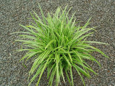 CAREX MORROWII 'ICE DANCE'