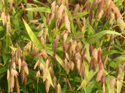 CHASMANTHIUM LATIFOLIUM