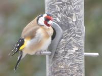 Les deux hivers du jardin