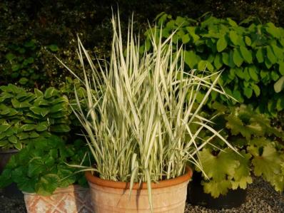 PHALARIS ARUNDINACEA 'DWARF GARTERS'