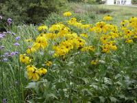 RUDBECKIA NITIDA 'AUTUMN GLORY'