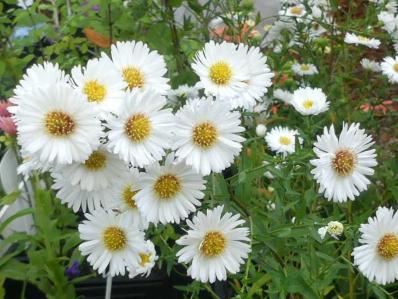 ASTER NOVAE BELGII  ‘WHITE LADIES’