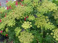 ANGELICA PACHYCARPA