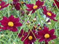 COREOPSIS ‘MERCURY RISING’