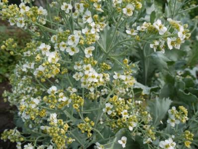 CRAMBE MARITIMA