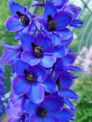 DELPHINIUM x CULTORUM 'FINSTERAARHORN'