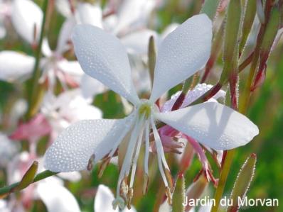 GAURA LINDHEIMERI 'SUMMER BREEZE'