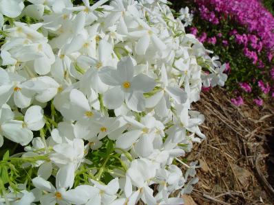 PHLOX SUBULATA 'MAISCHNEE'