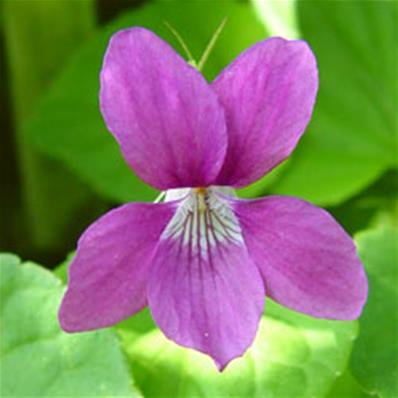Viola riviniana 'Rosea' (131)