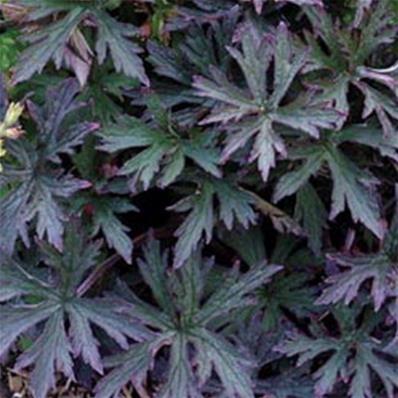 GERANIUM PRATENSE REITER CULTIVARS