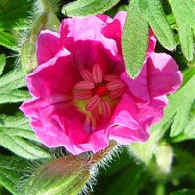 GERANIUM SANGUINEUM 'ANKUM'S PRIDE'