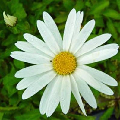 CHRYSANTHEMUM MAXIMUM NANUS 'DWARF SNOW LADY'