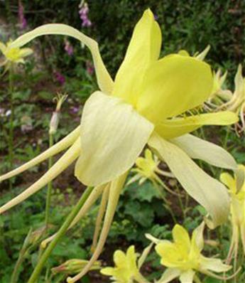 AQUILEGIA CHRYSANTHA 'YELLOW QUEEN'