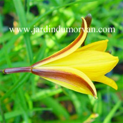 HEMEROCALLIS MULTIFLORA 'GOLDEN CHIMES'