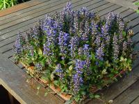 AJUGA X TENORII 'CHOCOLATE CHIPS'