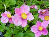 ANEMONE HUPEHENSIS 'PRAECOX'