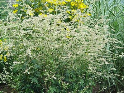 ARTEMISIA LACTIFLORA 'GUIZHOU'