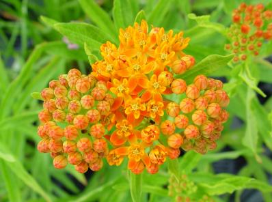 ASCLEPIAS TUBEROSA