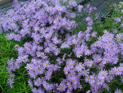 ASTER FRIKARTII 'MÖNCH'