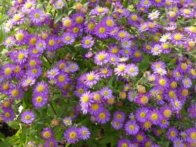 ASTER AGERATOIDES 'EZO MURAZAKI'