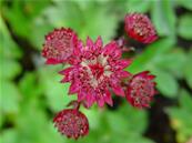 ASTRANTIA MAJOR 'CLARET'