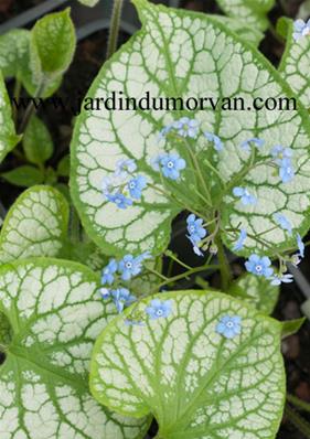 BRUNNERA MACROPHYLLA JACK FROST'