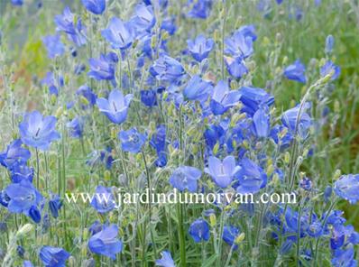 CAMPANULA 'FRANCK LAWLEY'