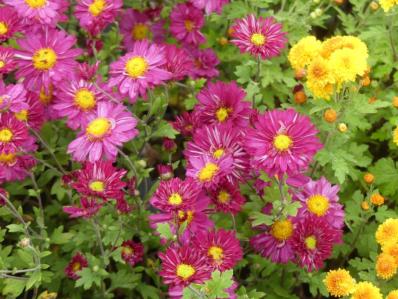 CHRYSANTHEMUM 'HERBSTKUSS'