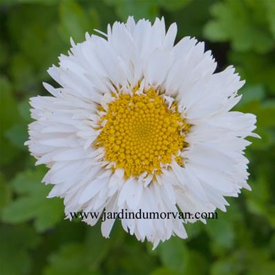 CHRYSANTHEMUM MAXIMUM 'SNEHURKA'