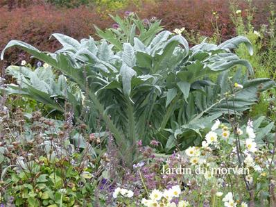 CYNARA CARDUNCULUS