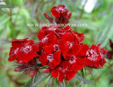 DIANTHUS BARBATUS NIGRESCENS 'SOOTY'