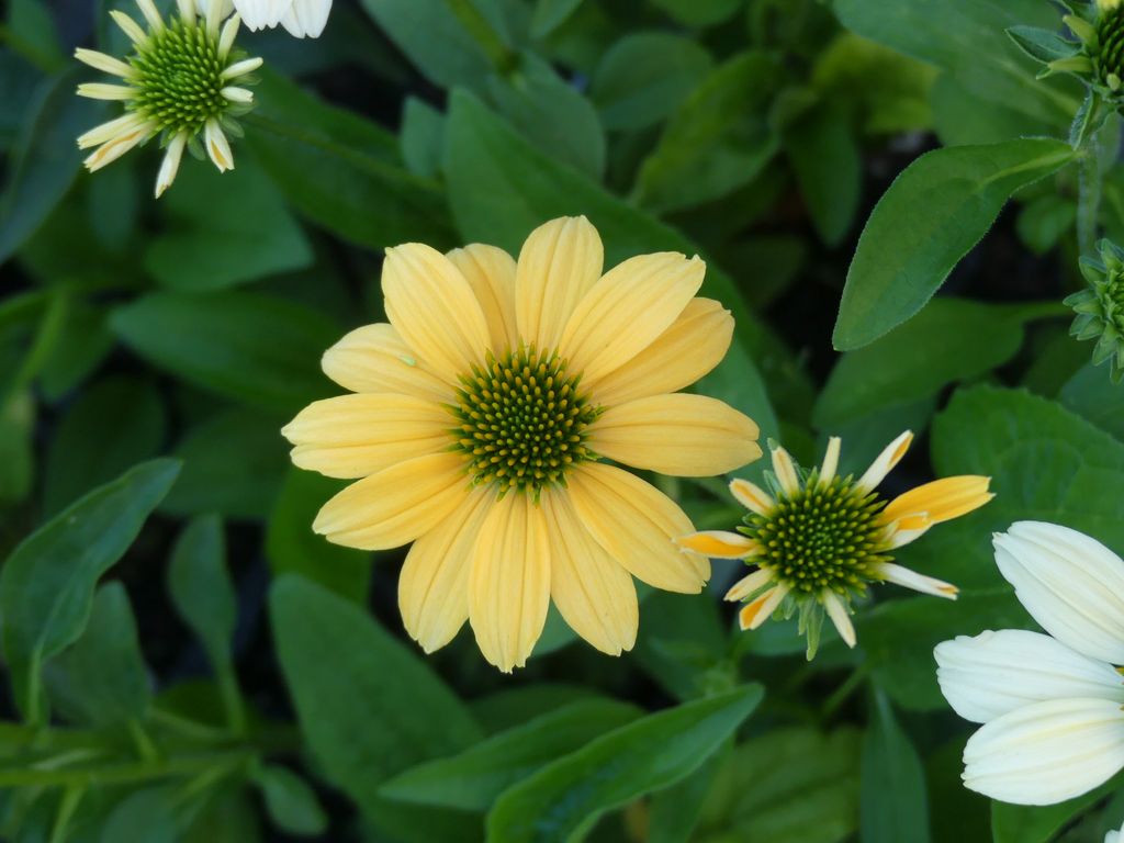 Echinacea mellow yellow - noredva