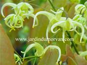 EPIMEDIUM GRANDIFLORUM KOREANUM
