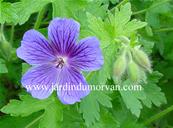 GERANIUM X MAGNIFICUM