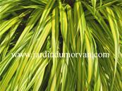 HAKONECHLOA MACRA 'AUREOLA'