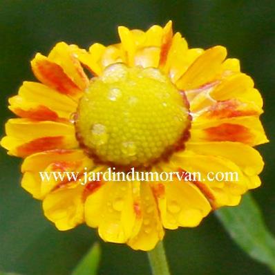 HELENIUM 'ZIMBELSTERN'