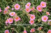 HELIANTHEMUM 'RHODANTE CARNEUM'