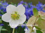 HELLEBORUS NIGER 'PRAECOX'