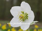HELLEBORUS NIGER 'PRAECOX'