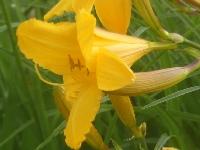 HEMEROCALLIS 'JUDGE ORR'