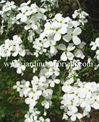 HESPERIS MATRONALIS 'ALBA'