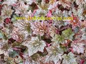 HEUCHERA 'PALACE PURPLE'