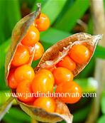 IRIS FOETIDISSIMA